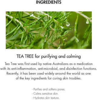 close-up of tea tree branch with water droplets on it